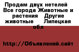 Продам двух нетелей - Все города Животные и растения » Другие животные   . Липецкая обл.